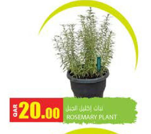 Rosemary available at جراند هايبرماركت in قطر - الضعاين