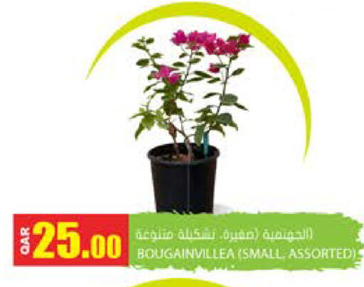 available at جراند هايبرماركت in قطر - الضعاين