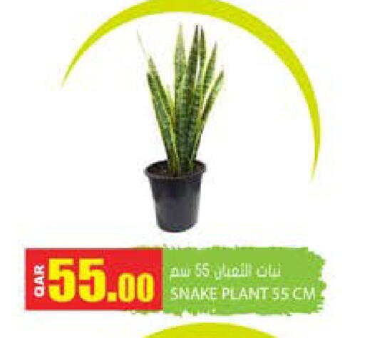 available at جراند هايبرماركت in قطر - الضعاين