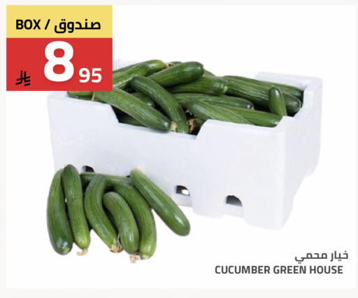 Cucumber available at Astra Markets in KSA, Saudi Arabia, Saudi - Tabuk