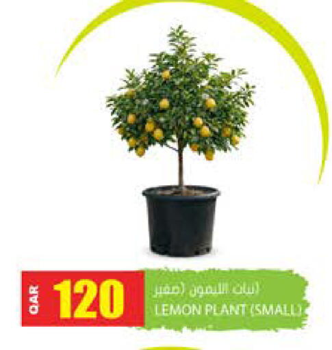 Lemon available at جراند هايبرماركت in قطر - الضعاين