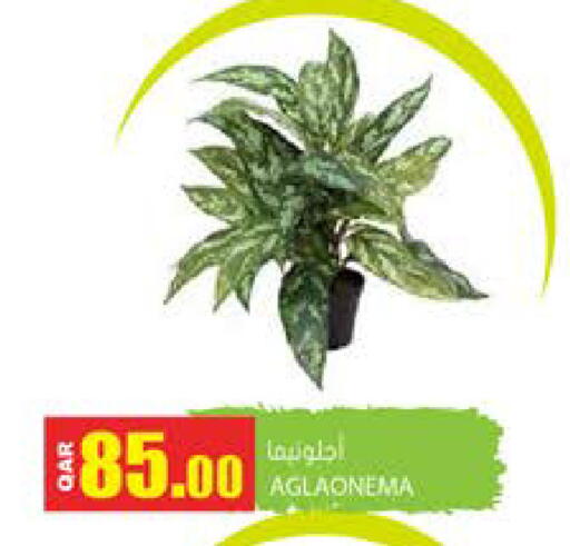 available at جراند هايبرماركت in قطر - الضعاين