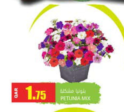 available at جراند هايبرماركت in قطر - الشحانية
