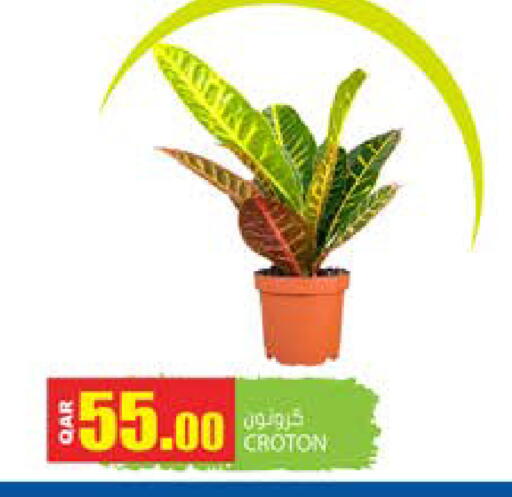 available at Grand Hypermarket in Qatar - Doha