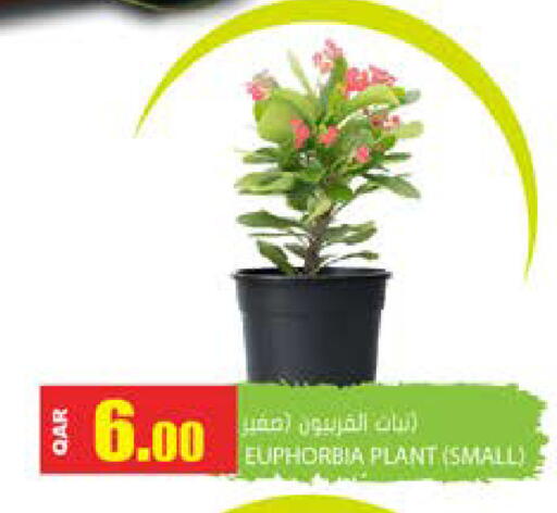 available at جراند هايبرماركت in قطر - الضعاين