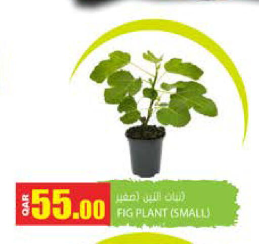 Fig available at جراند هايبرماركت in قطر - الضعاين