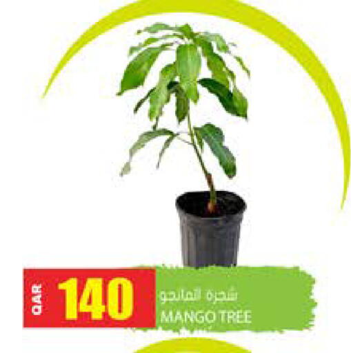 Mango available at Grand Hypermarket in Qatar - Doha