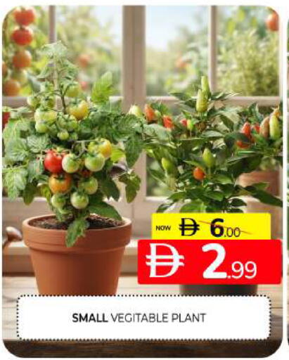 available at Al Madina  in UAE - Sharjah / Ajman