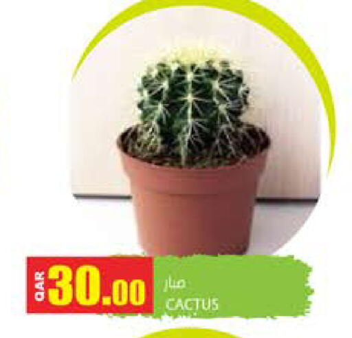 available at جراند هايبرماركت in قطر - الضعاين