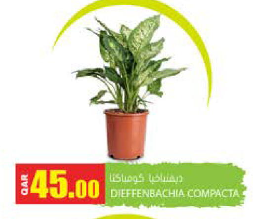 available at جراند هايبرماركت in قطر - الضعاين