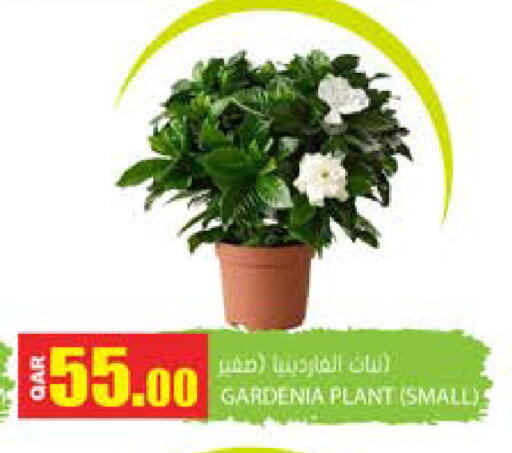 available at جراند هايبرماركت in قطر - الضعاين