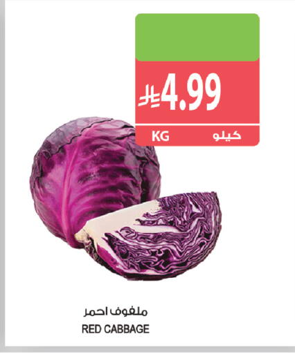 Cabbage available at المزرعة in مملكة العربية السعودية, السعودية, سعودية - جازان