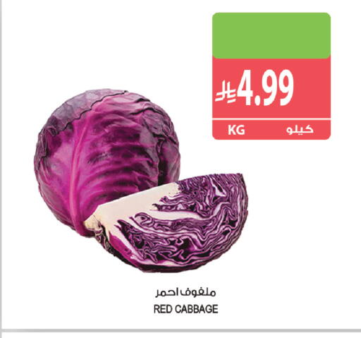 Cabbage available at المزرعة in مملكة العربية السعودية, السعودية, سعودية - القطيف‎