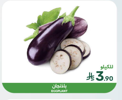 Eggplant available at  مـزايــا in مملكة العربية السعودية, السعودية, سعودية - القطيف‎