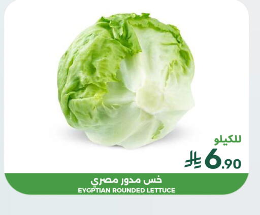 Lettuce available at  مـزايــا in مملكة العربية السعودية, السعودية, سعودية - القطيف‎