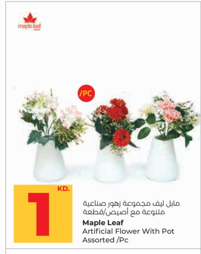 available at لولو هايبر ماركت in الكويت - مدينة الكويت