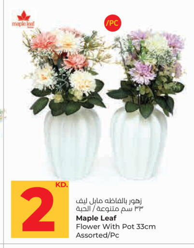 available at لولو هايبر ماركت in الكويت - مدينة الكويت