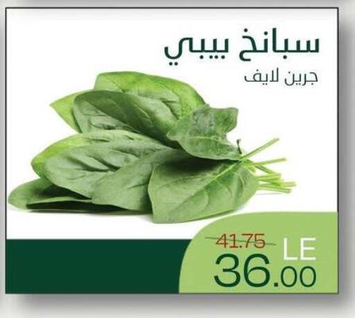 available at Royal House in Egypt - Cairo