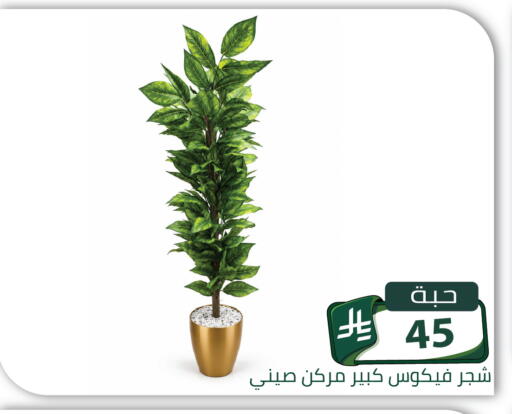 متوفر لدى تخفيضات العائلة في مملكة العربية السعودية, السعودية, سعودية - الرياض