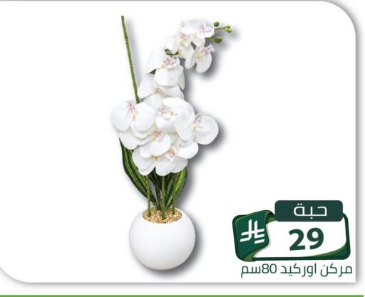 available at Family Discount in KSA, Saudi Arabia, Saudi - Riyadh
