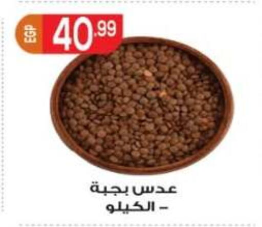 متوفر لدى أولاد المحاوى في Egypt - القاهرة