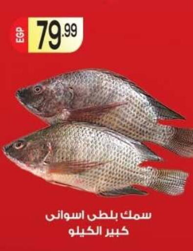 متوفر لدى أولاد المحاوى في Egypt - القاهرة