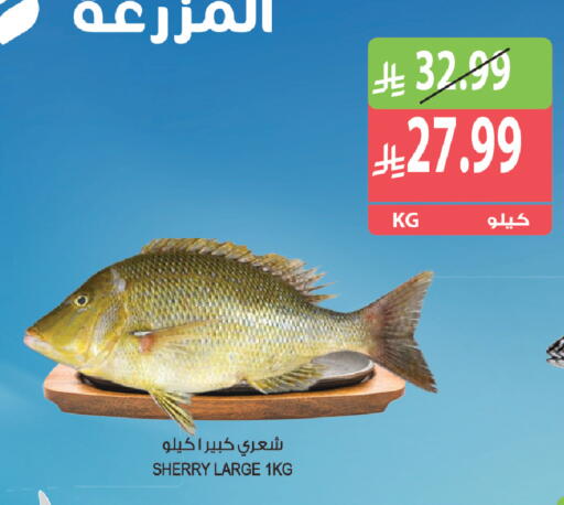 متوفر لدى المزرعة في مملكة العربية السعودية, السعودية, سعودية - الخرج