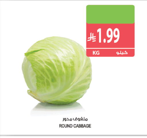 Cabbage متوفر لدى المزرعة في مملكة العربية السعودية, السعودية, سعودية - عرعر