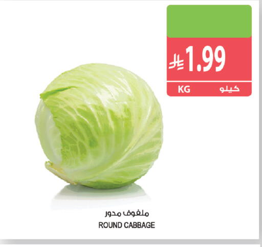 Cabbage available at Farm  in KSA, Saudi Arabia, Saudi - Tabuk