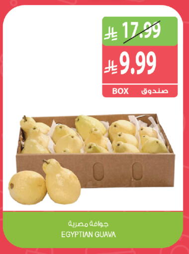 Guava from Egypt available at Farm  in KSA, Saudi Arabia, Saudi - Yanbu