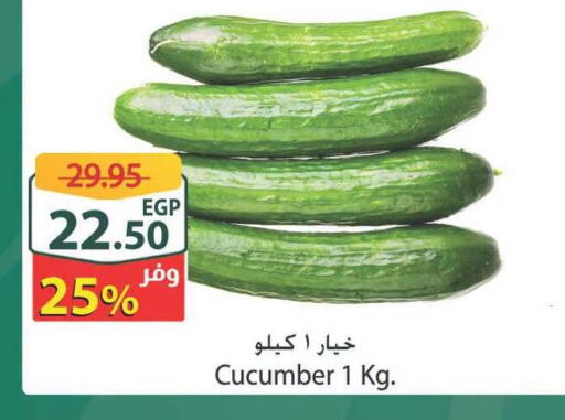 Cucumber available at Spinneys  in Egypt - Cairo