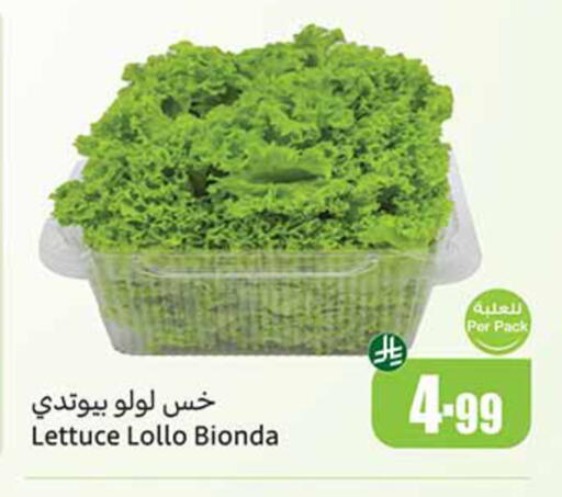 Lettuce available at Othaim Markets in KSA, Saudi Arabia, Saudi - Al Hasa