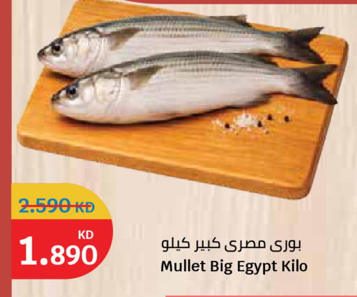 متوفر لدى سيتي هايبرماركت في الكويت - مدينة الكويت