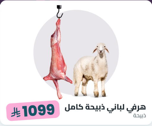 available at Tmoon Dammam in KSA, Saudi Arabia, Saudi - Dammam