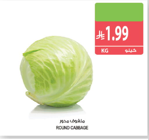 Cabbage متوفر لدى المزرعة في مملكة العربية السعودية, السعودية, سعودية - جازان