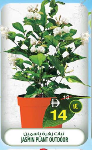 available at سفاري هايبرماركت in الإمارات العربية المتحدة , الامارات - الشارقة / عجمان