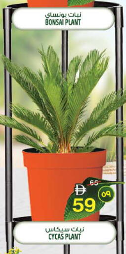 available at سفاري هايبرماركت in الإمارات العربية المتحدة , الامارات - الشارقة / عجمان
