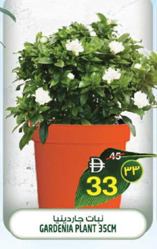 available at سفاري هايبرماركت in الإمارات العربية المتحدة , الامارات - الشارقة / عجمان