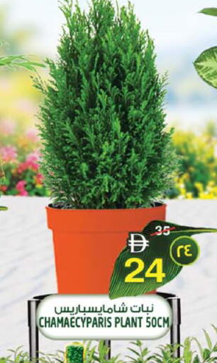 available at سفاري هايبرماركت in الإمارات العربية المتحدة , الامارات - الشارقة / عجمان