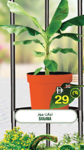 Banana available at Safari Hypermarket in UAE - Sharjah / Ajman
