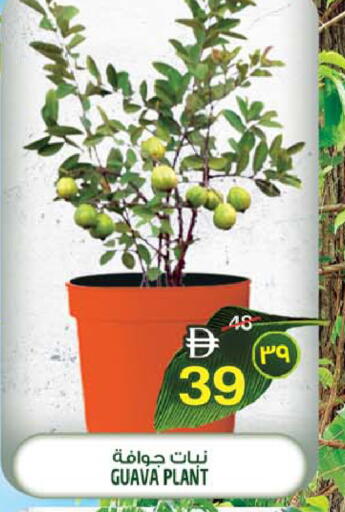 Guava available at Safari Hypermarket in UAE - Sharjah / Ajman