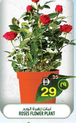 available at سفاري هايبرماركت in الإمارات العربية المتحدة , الامارات - الشارقة / عجمان