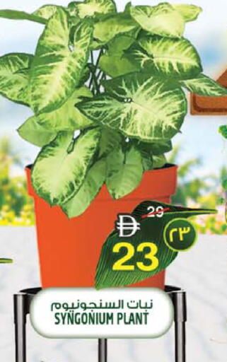 available at سفاري هايبرماركت in الإمارات العربية المتحدة , الامارات - الشارقة / عجمان