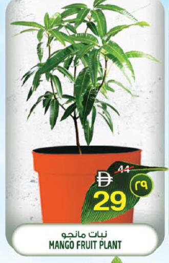 Mango available at سفاري هايبرماركت in الإمارات العربية المتحدة , الامارات - الشارقة / عجمان
