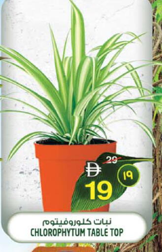 available at سفاري هايبرماركت in الإمارات العربية المتحدة , الامارات - الشارقة / عجمان