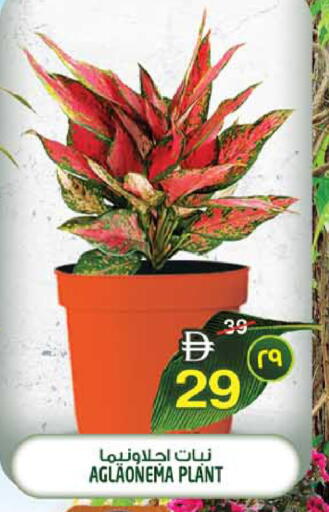 available at سفاري هايبرماركت in الإمارات العربية المتحدة , الامارات - الشارقة / عجمان