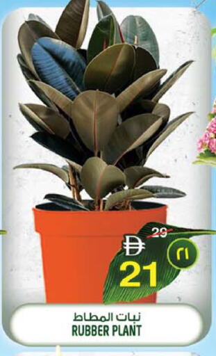 available at سفاري هايبرماركت in الإمارات العربية المتحدة , الامارات - الشارقة / عجمان