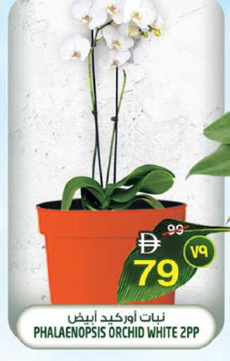 available at سفاري هايبرماركت in الإمارات العربية المتحدة , الامارات - الشارقة / عجمان