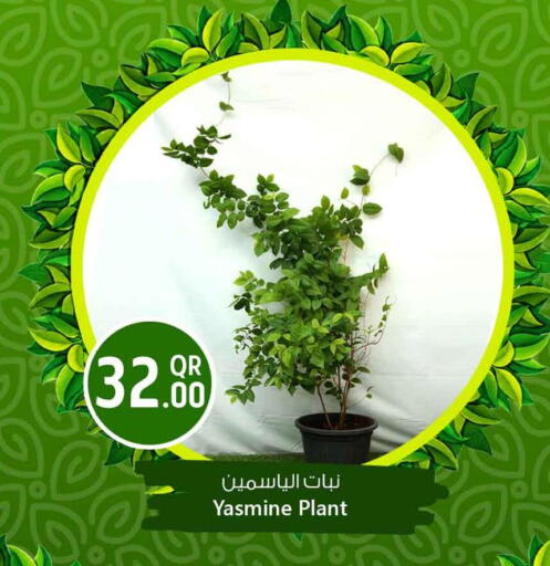 available at سفاري هايبر ماركت in قطر - الخور