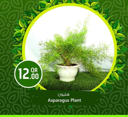 Asparagus available at Safari Hypermarket in Qatar - Al Shamal
